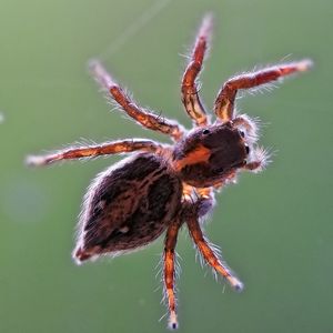 Close-up of spider