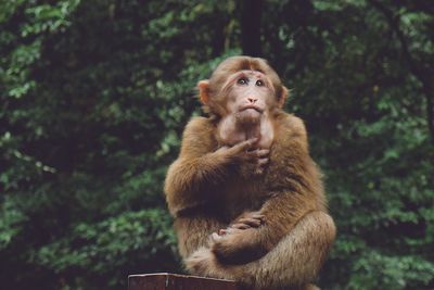 Monkey against trees at forest