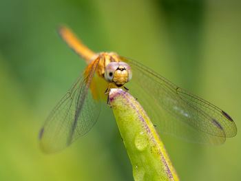 Dragonfly close-up with in gardens by the bay