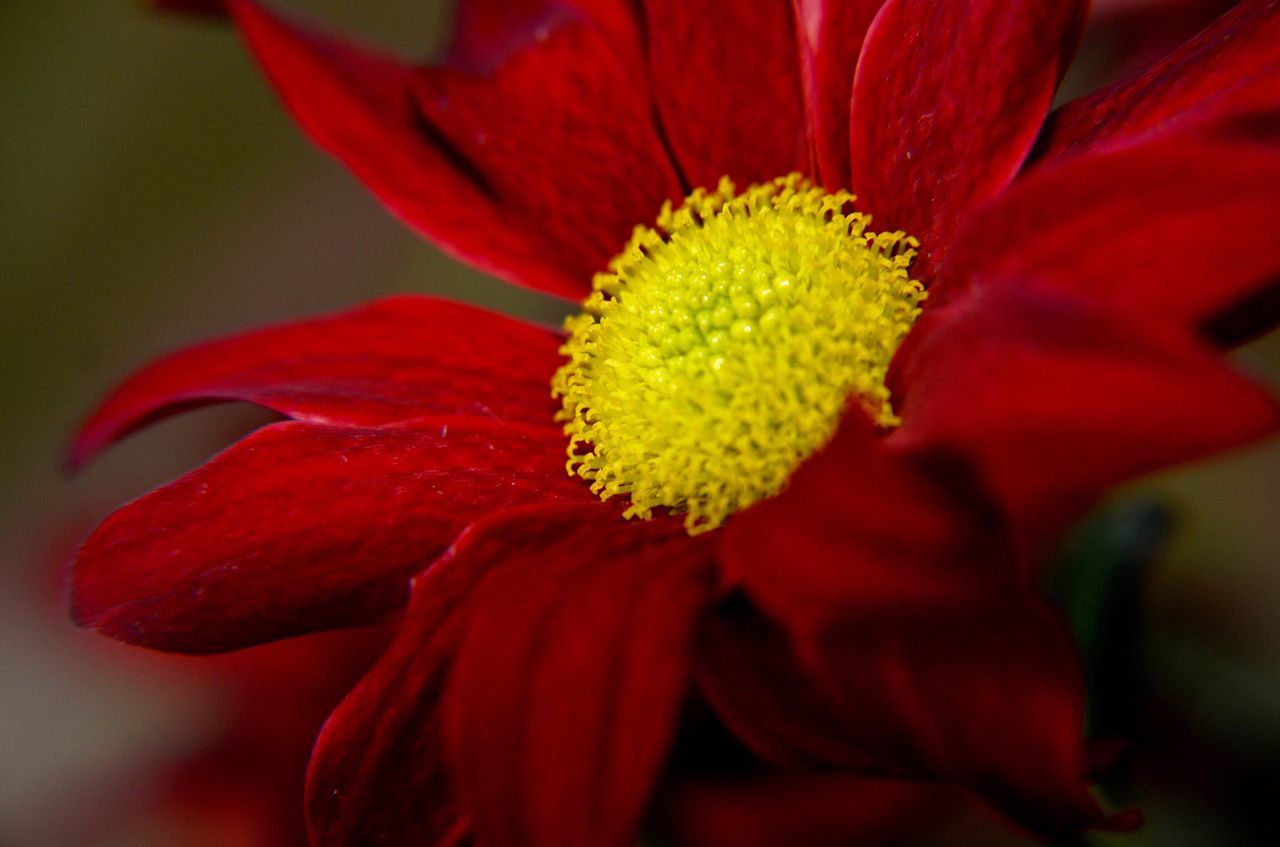 flower, petal, flower head, freshness, fragility, red, beauty in nature, growth, close-up, single flower, nature, stamen, blooming, pollen, in bloom, plant, blossom, macro, selective focus, focus on foreground
