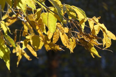 Close-up of dried leaves on branch