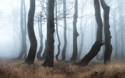 Trees in forest during foggy weather