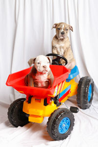 Portrait of a dog sitting on toy car