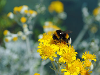 Close-up of bee pollinating on yellow flower