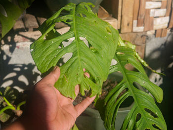 Close-up of hand holding leaves