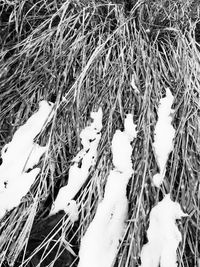 Snow covered landscape