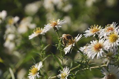 Close-up of bee on white flowering plant