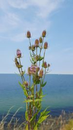 Flowering plant by sea against sky