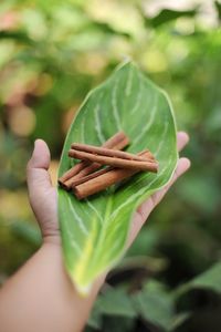 Close-up of hand holding leaves