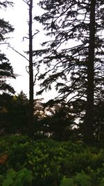 View of trees in forest