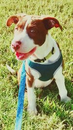 Dog standing on grassy field