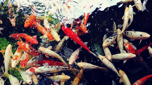 High angle view of koi carps swimming in pond