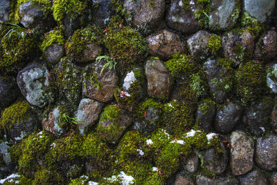 Full frame shot of plants growing on rock