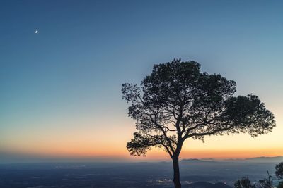 Silhouette tree against sea at sunset