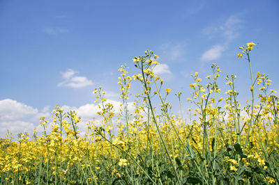 Yellow flowering plants on field against sky