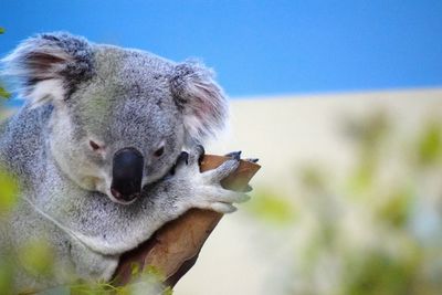 Close-up of koala