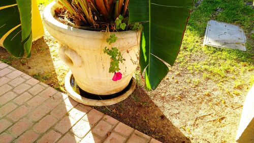 Potted plants on the wall