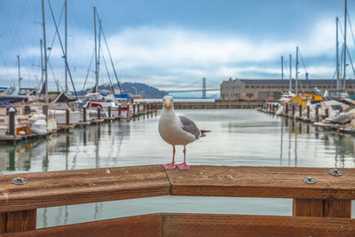 Seagull perching on a harbor