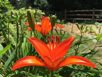 Close-up of red flower