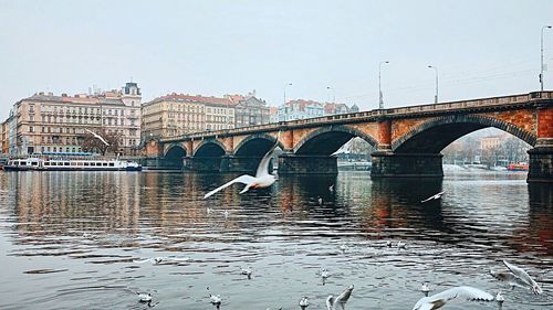 Birds perching on bridge over river in city against clear sky