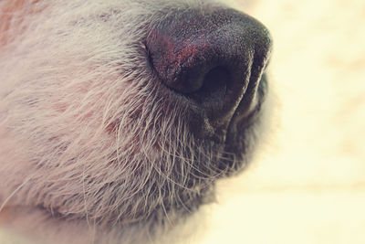 Extreme close-up of jack russell terrier