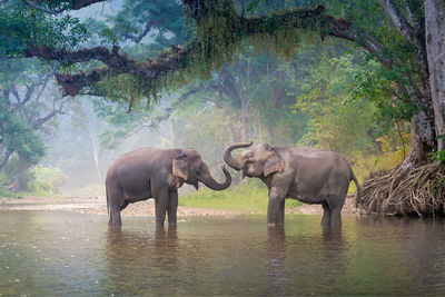 Elephants in lake against trees