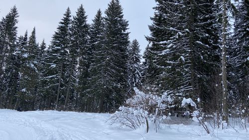 Pine trees on snow covered field during winter