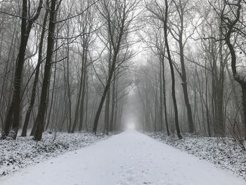 Snow covered trees in forest