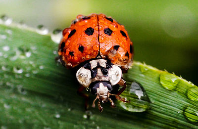 Close-up of ladybug on leaf