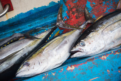 Close-up of fish in container