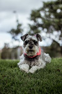 Portrait of dog sitting on land