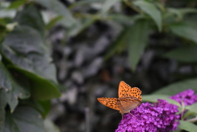 Close-up of butterfly pollinating on flower