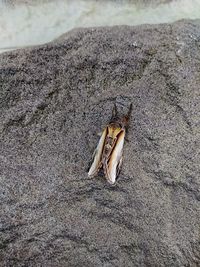 High angle view of crab on sand