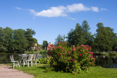 View of flowers and trees against sky