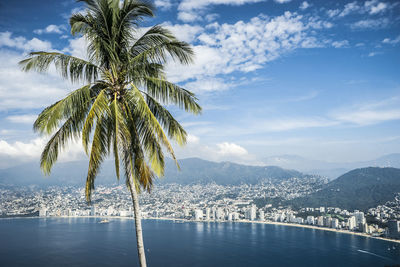 Palm tree by sea against cityscape and sky