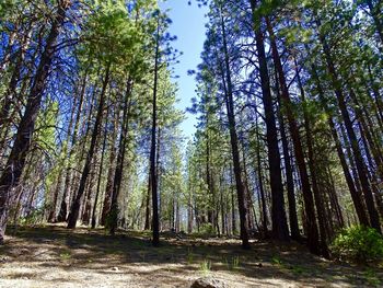 Low angle view of trees in forest