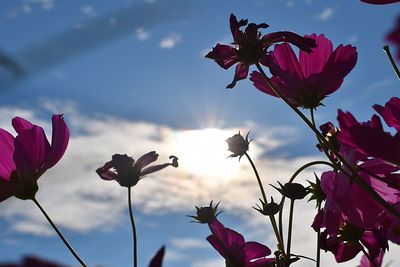 Low angle view of pink flowering plants against sky