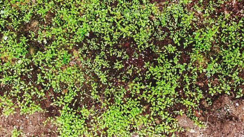 Full frame shot of ivy growing on field
