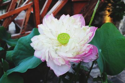 Close-up of pink rose flower