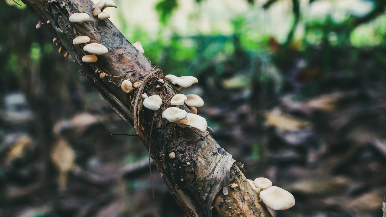 CLOSE-UP OF MUSHROOM ON TREE TRUNK