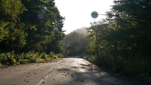 Empty road along trees and plants