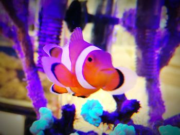 Close-up of fish swimming in aquarium