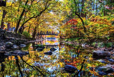 Trees by lake in forest during autumn