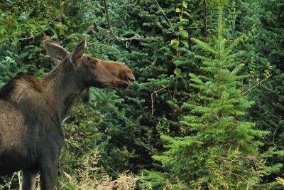 Side view of horse in forest