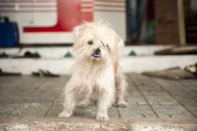 Close-up portrait of dog