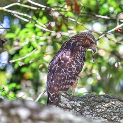 Close-up of a bird perching on branch