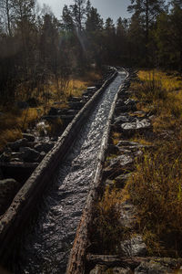 Railroad tracks amidst trees in forest