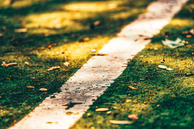 Close-up of leaves fallen on footpath