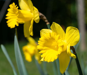 Close-up of yellow flowering plant in park