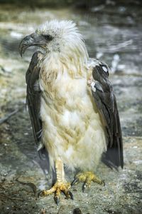 Close-up of eagle in water